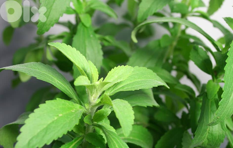 Stevia plants 1