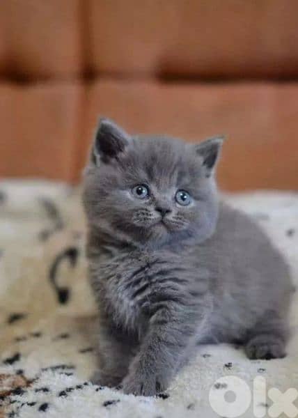 Kitten British Shorthair Perfect Features 0