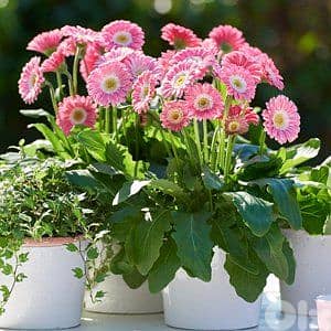 Gerbera 0