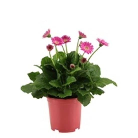Gerbera 1