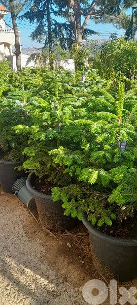 green ranches. ainzhalta 0