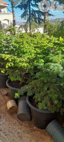 green ranches. ainzhalta 1