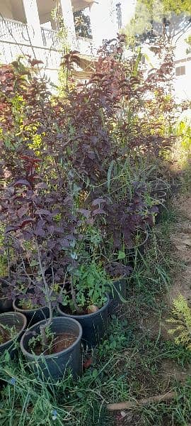 green ranches. ainzhalta 3