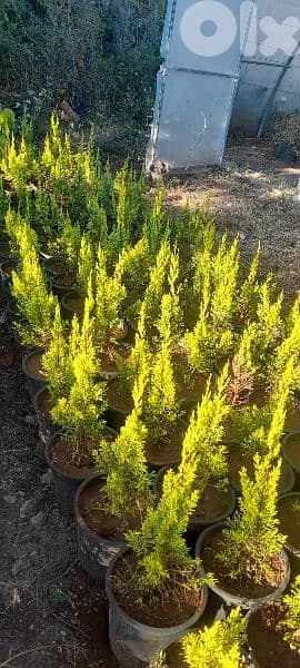 green ranches. ainzhalta 4