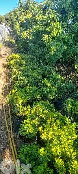 green ranches. ainzhalta 5