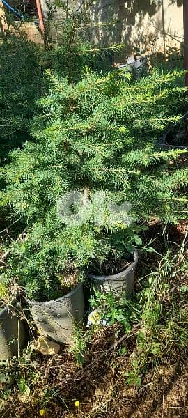 green ranches. ainzhalta 6