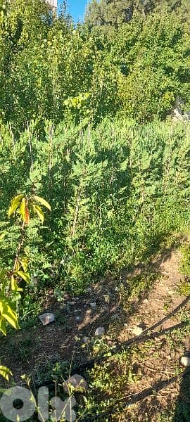 green ranches. ainzhalta 7