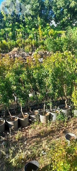 green ranches. ainzhalta 8