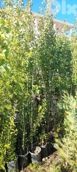 green ranches. ainzhalta 9