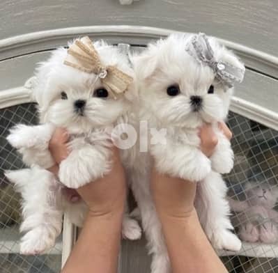 Maltese Bichon mini