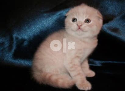 Kitten Scottish Fold Gold Shaded