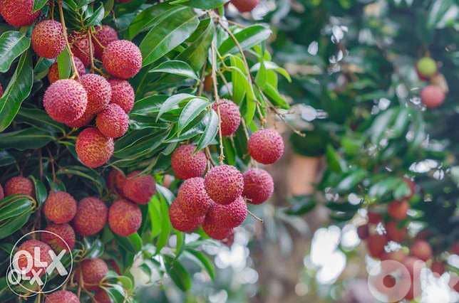 Litchi plant نبات ليتشي blueberry 0