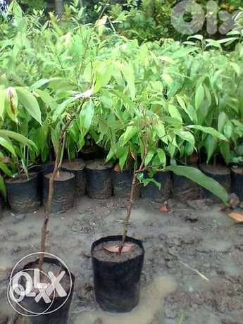 Litchi plant نبات ليتشي blueberry 1