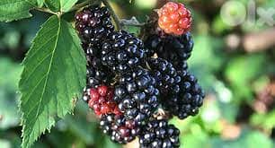 blackberry seedlings starting 4$ 0