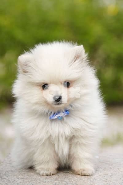 Pomeranian Spitz cutie delivery available 0