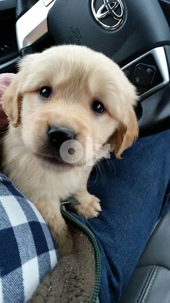 golden retriever puppy goldencream