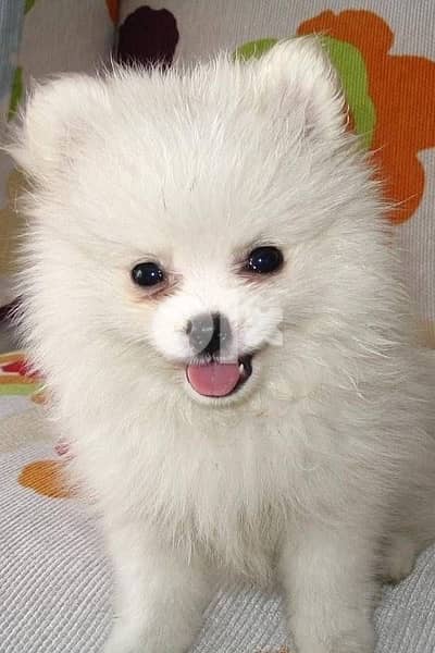 loulou spitz white small cutie