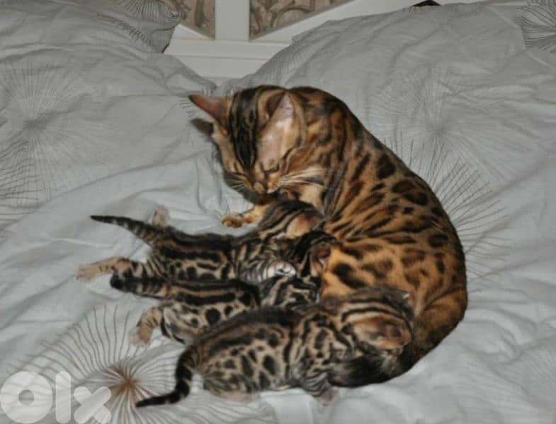 bengal 0