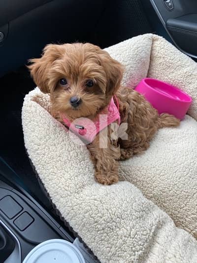 Princess Cavapoo imported