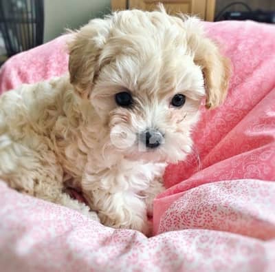 cream Maltipoo imported