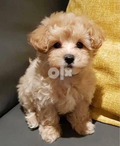 Imported Maltipoo Loveyys