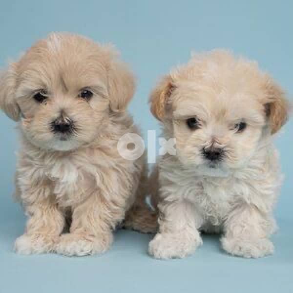 Maltipoo CUTENESS imported Dog Puppy كلاب 0
