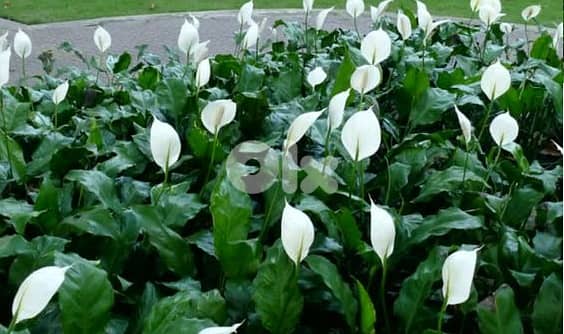 Big size Peace lily spathiphyllum 1