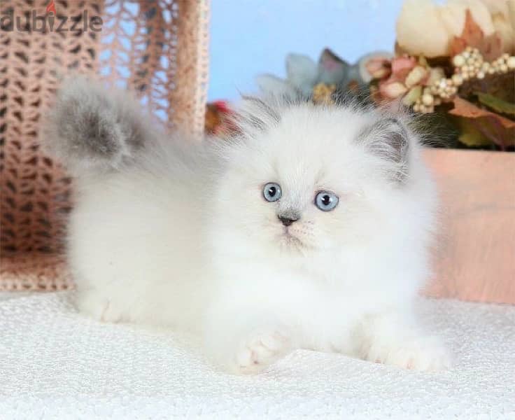 chinchilla Persian Kitten Bluest Eyes Available 0