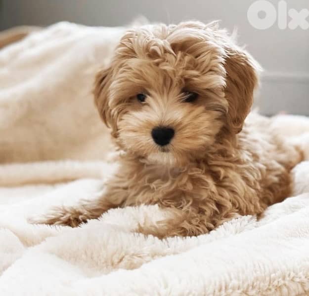 Maltipoo Imported puppy Delivery 0