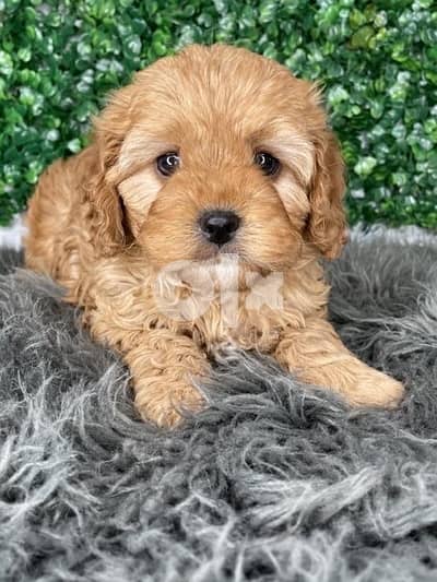 Imported Cavapoo Red gorgeous puppy