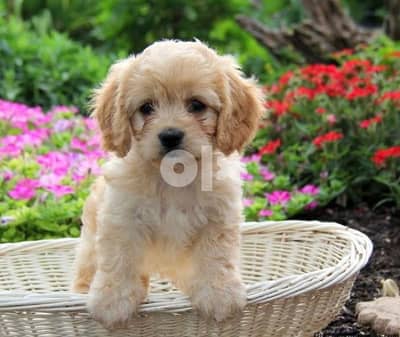 toy puppy Maltipoo imported