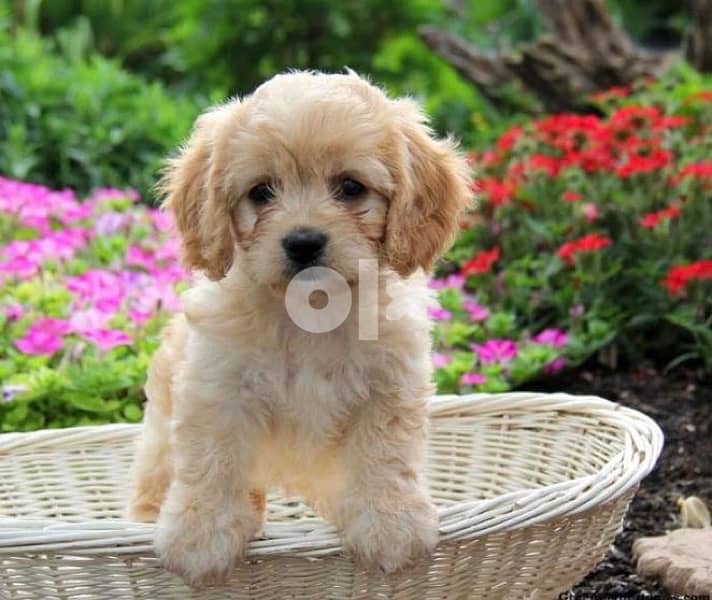 toy puppy Maltipoo imported 0
