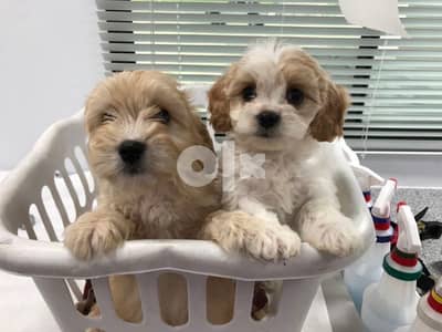 Small Sized Cavapoo imported