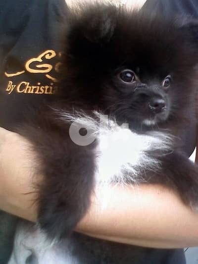 Spitz puppy minion size