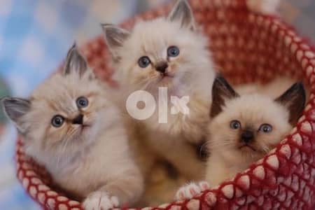 Himalayan Kittens blue eyes