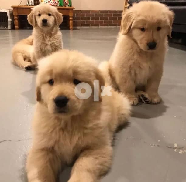 Golden retriever puppy 3