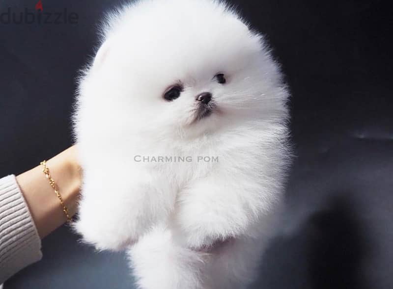 Pomeranian teacup 6