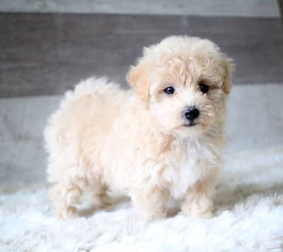 Imported Maltipoo