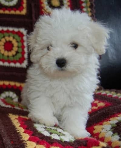Mini Bichon maltese puppy
