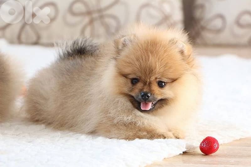 Imported Pomeranian Orange 0