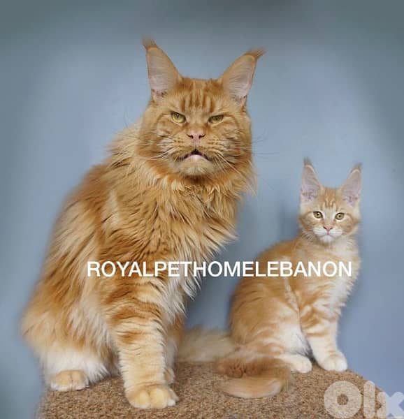 Maine Coon Mainecoon Imported 0