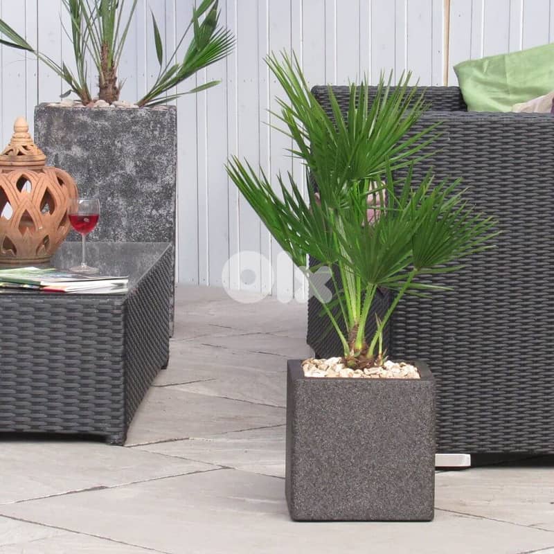 Mediterranean palm 0