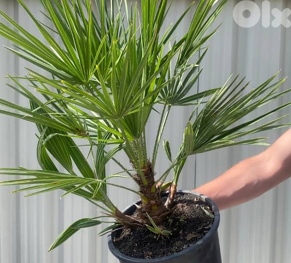 Mediterranean palm 1