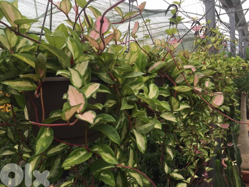 Dutch Hoya/ Wax plant 1