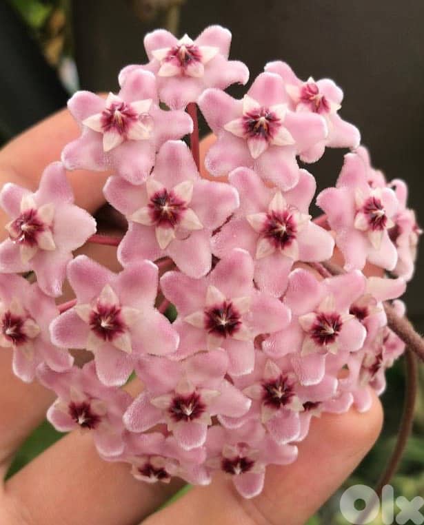 Dutch Hoya/ Wax plant 2