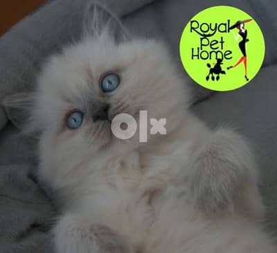 Himalayan blueyes kitten