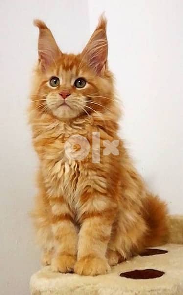 Imported Orange Maine Coone 0