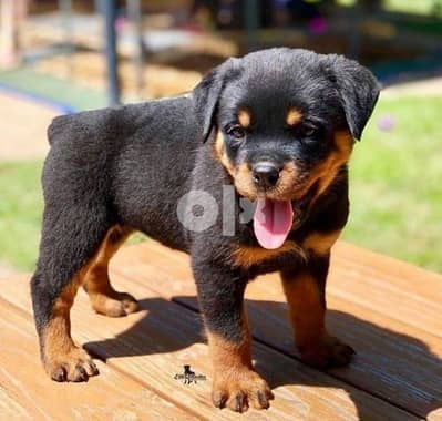 Rottweiler PuppiesNowAvailable