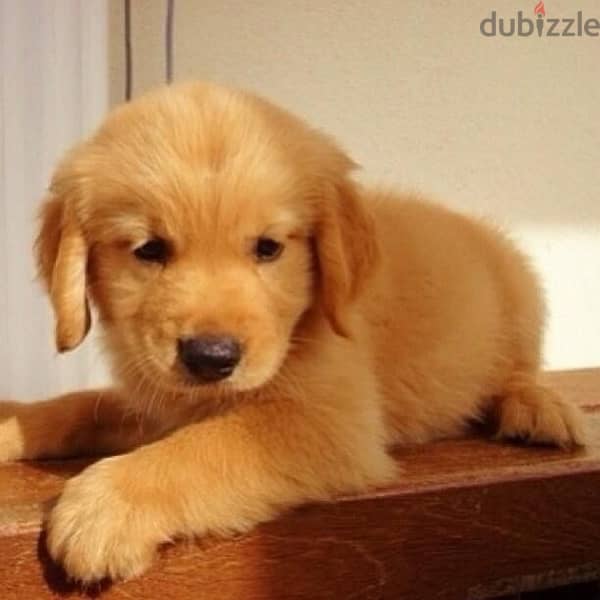 Imported puppy Golden Retriever delivery 0
