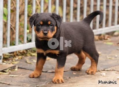 Rottweiler Puppies HighQuality